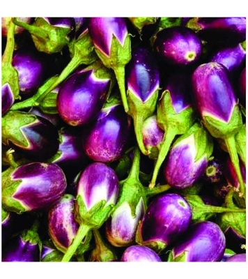 Jhuri Brinjal Seeds 0.1gm Intact Pack