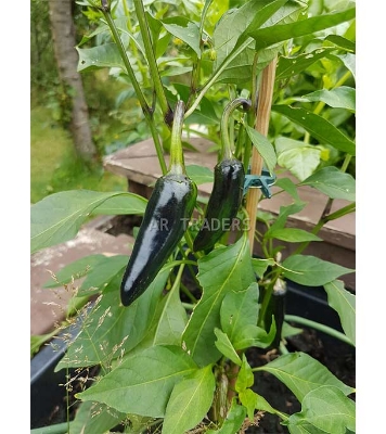 BLACK CHILI Intact Pack 0.1 gm
