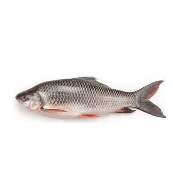 Rui Fish (রুই মাছ) 1.2 kg (50gm±) Per pcs Before Cutting