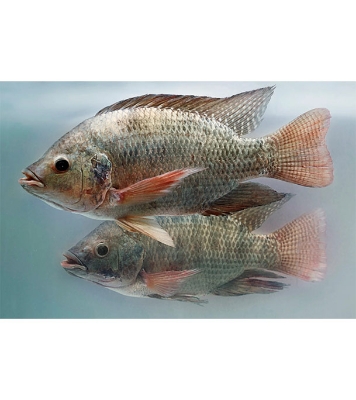 Buy Telapia Fish (তেলাপিয়া মাছ) Medium 1kg Online at Best Price