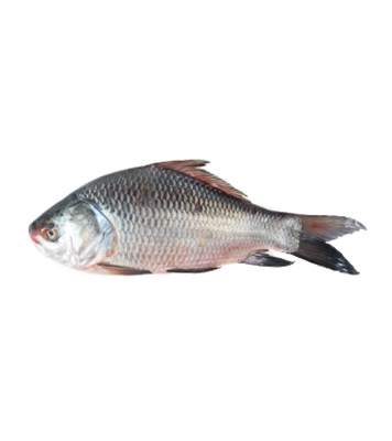 Buy catla-fish-70024 Online
