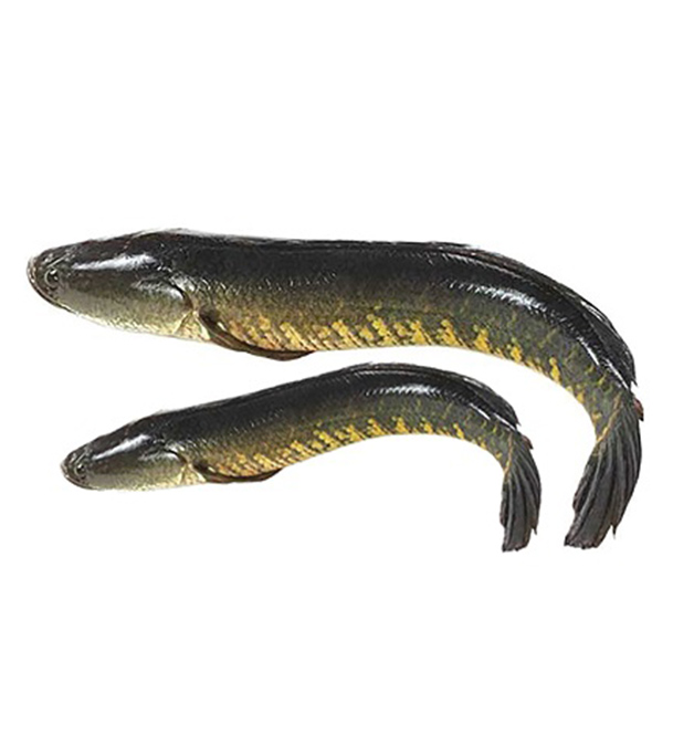 Buy Shoil Fish 500gm plus Online