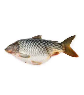 Buy Karfu Fish (কারফু মাছ) 1kg Online at Best Price