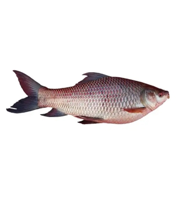 Buy rui-fish--4kg-7kg-70073 Online