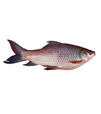 Buy rui-fish-15kg-2kg-70023 Online