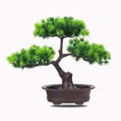 Picture of Artificial Bonsai Tree In Plastic Pot For Office, resturant , Home, Reading Table Home Decoration Item