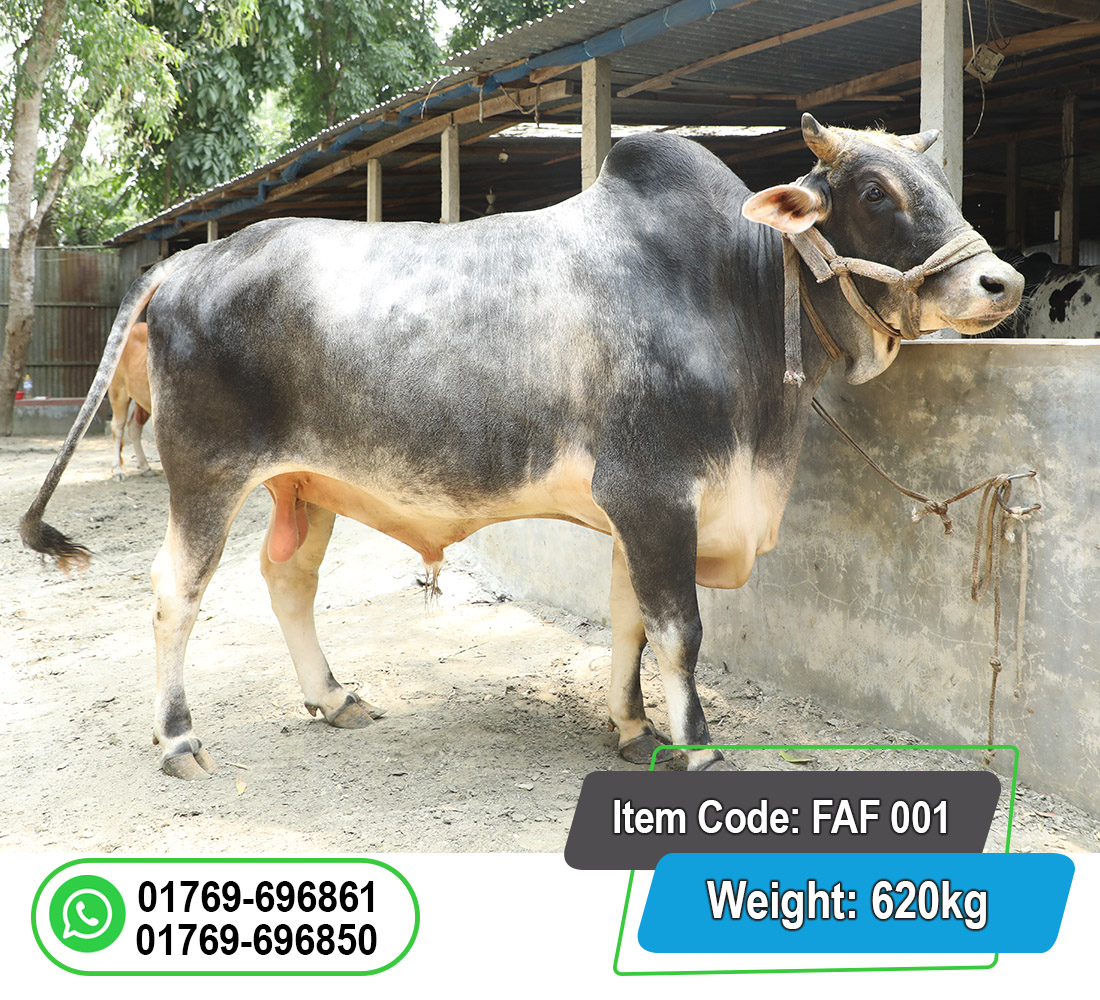 Picture of Local Bull (দেশি ষাঁড়) 620KG