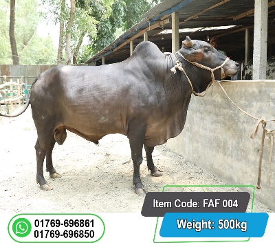 Picture of Local Bull (দেশি ষাঁড়) 500KG