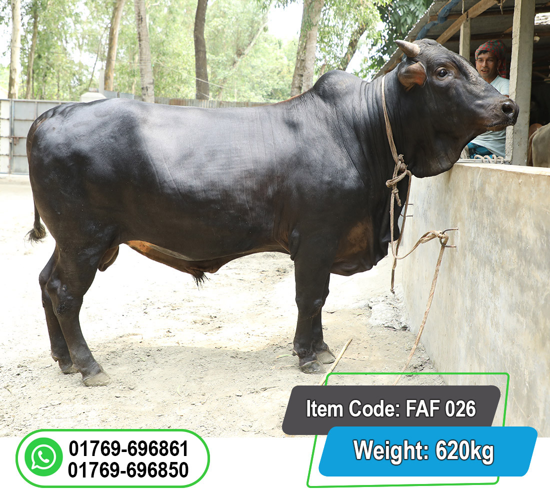 Picture of Local Bull (দেশি ষাঁড়) 620KG