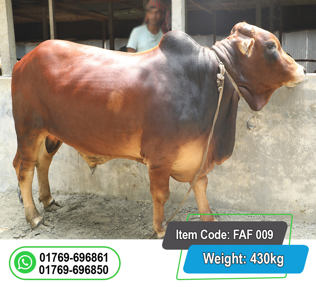 Picture of Local Bull (দেশি ষাঁড়) 430KG