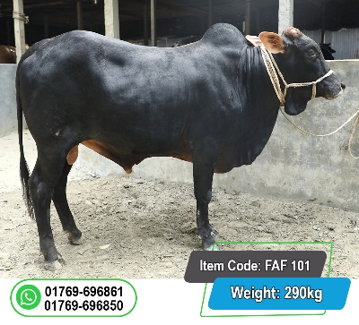 Picture of Local Bull (দেশি ষাঁড়) 290KG