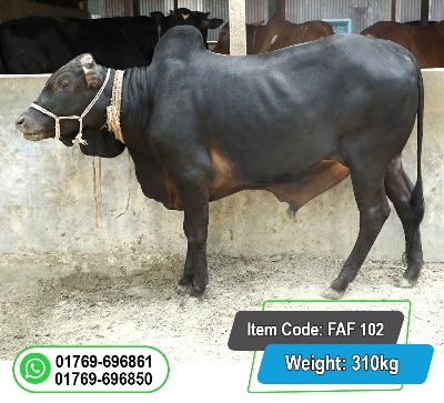 Picture of Local Bull (দেশি ষাঁড়) 310KG
