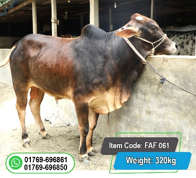 Picture of Local Bull (দেশি ষাঁড়) 320KG