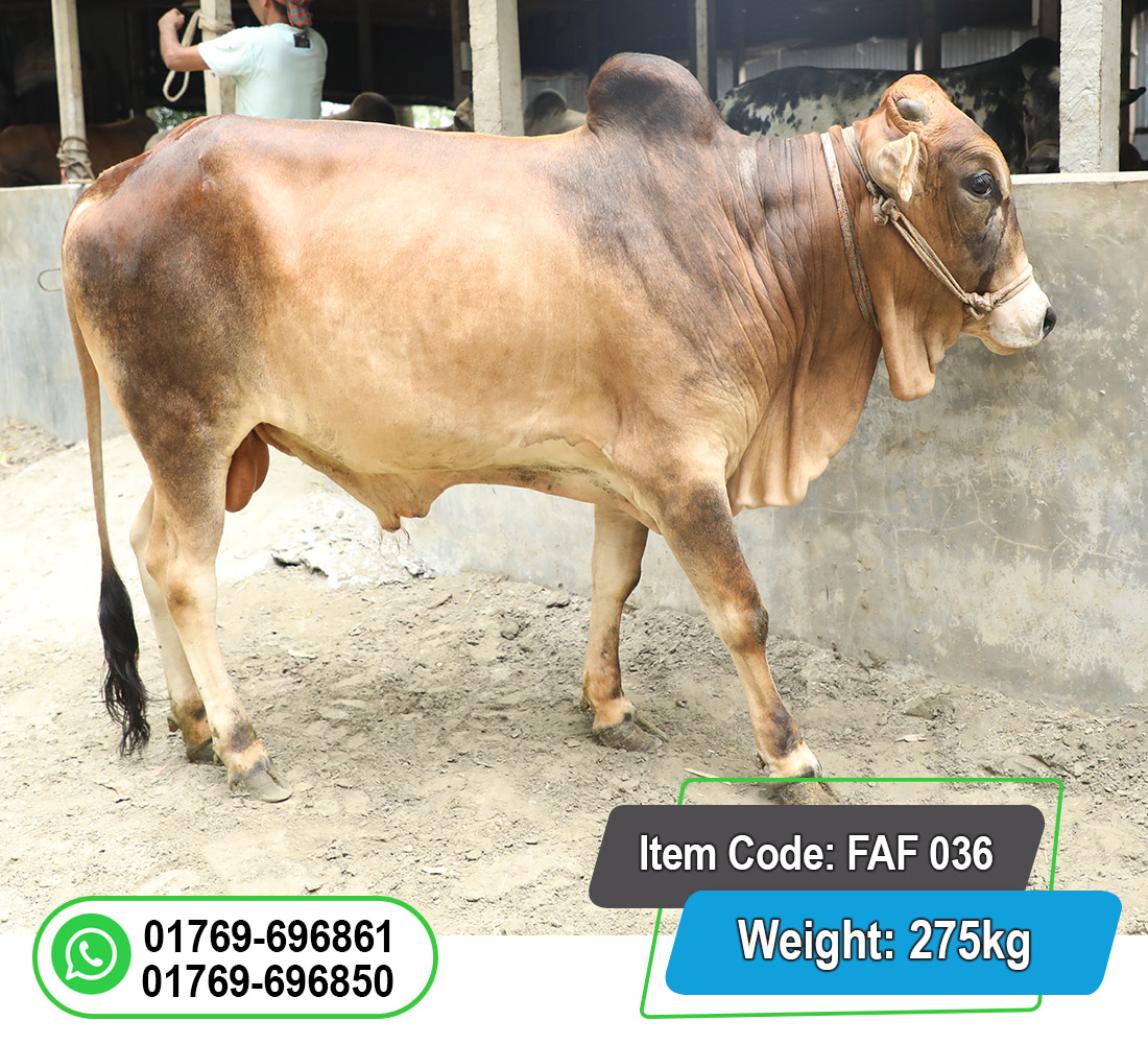 Picture of Local Bull (দেশি ষাঁড়) 275KG