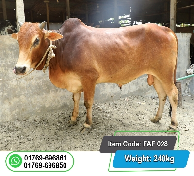 Picture of Local Bull (দেশি ষাঁড়) 240KG