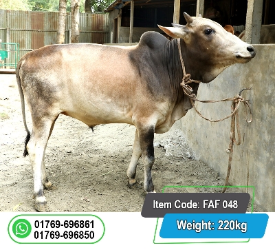 Picture of Local Bull (দেশি ষাঁড়) 220KG