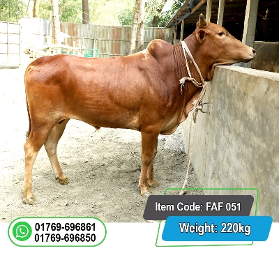 Picture of Local Bull (দেশি ষাঁড়) 220KG