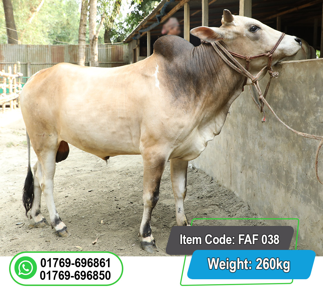 Picture of Local Bull (দেশি ষাঁড়) 260KG