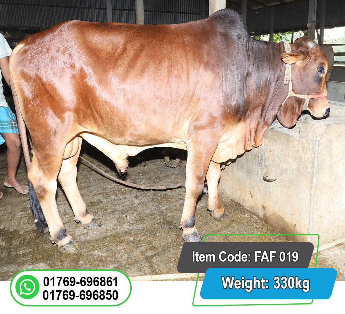 Picture of Local Bull (দেশি ষাঁড়) 330KG