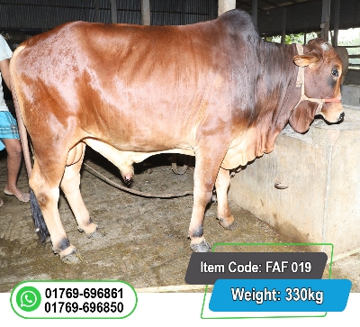 Picture of Local Bull (দেশি ষাঁড়) 330KG