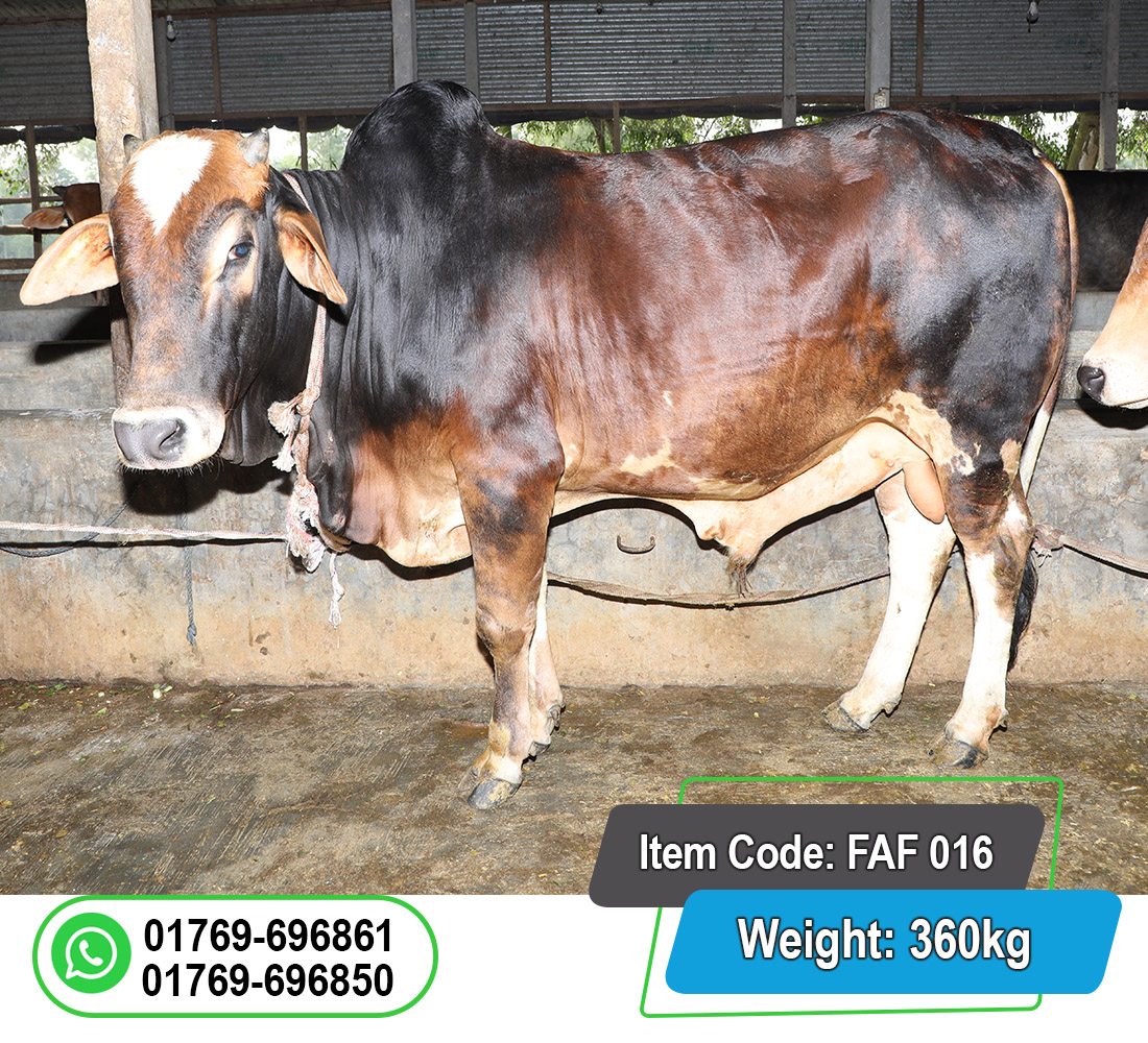 Picture of Local Bull (দেশি ষাঁড়) 360KG
