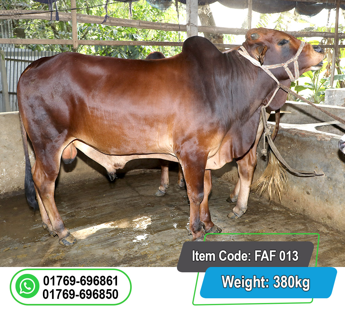Picture of Local Bull (দেশি ষাঁড়) 380KG