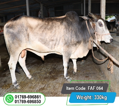 Picture of Local Bull (দেশি ষাঁড়) 330KG
