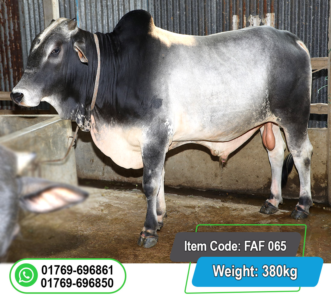 Picture of Local Bull (দেশি ষাঁড়) 380KG