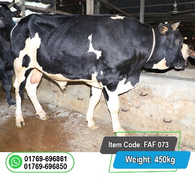 Picture of Local Bull (দেশি ষাঁড়) 450KG