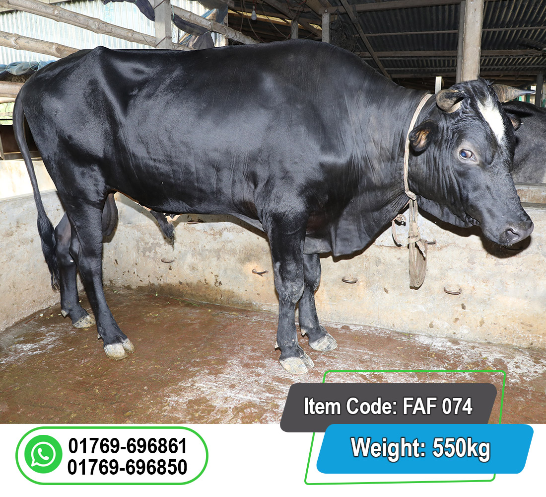 Picture of Local Bull (দেশি ষাঁড়) 550KG