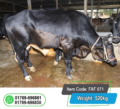 Picture of Local Bull (দেশি ষাঁড়) 520KG