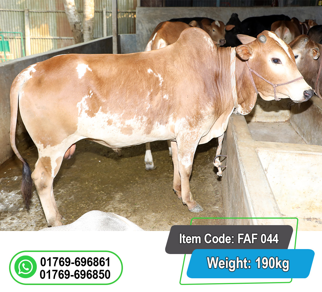 Picture of Local Bull (দেশি ষাঁড়) 190KG