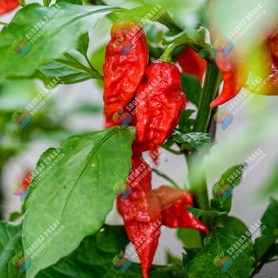 Picture of Golden Hills Farm hybrid Hybrid Variety Bhut Jolokia Ghost Pepper Chilli 40+ seeds
