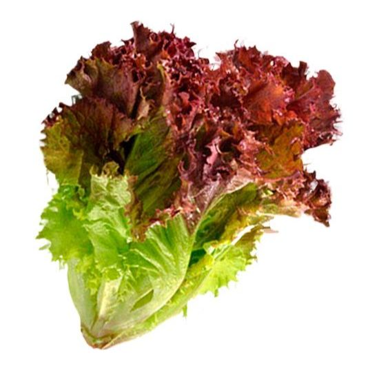 Picture of Red Lettuce Seeds 0.1gm Re-Pack (China)