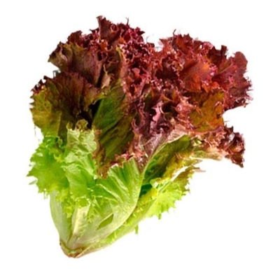 Picture of Red Lettuce Seeds 0.1gm Re-Pack (China)