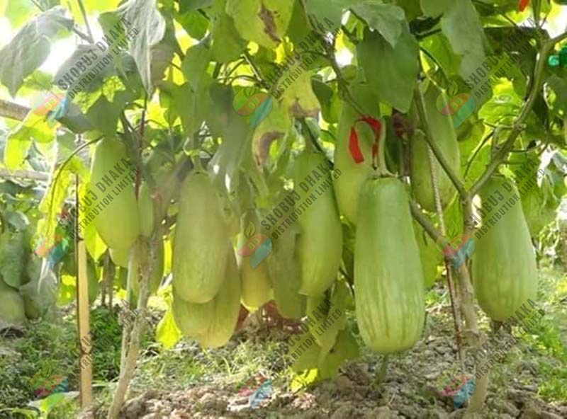 Picture of Hybrid Quality BARI-12 KG Begun Seeds (Eggplant Seeds) 0.1gm