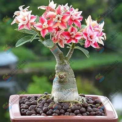 Rare Color Adenium Seeds 5pcs