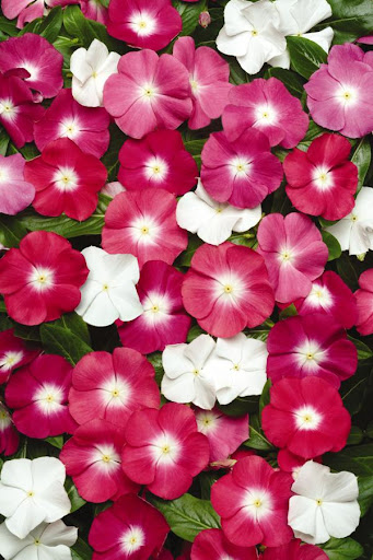 Picture of Multicolor Hybrid Noyontara (Vinca) Seeds Intact Pack