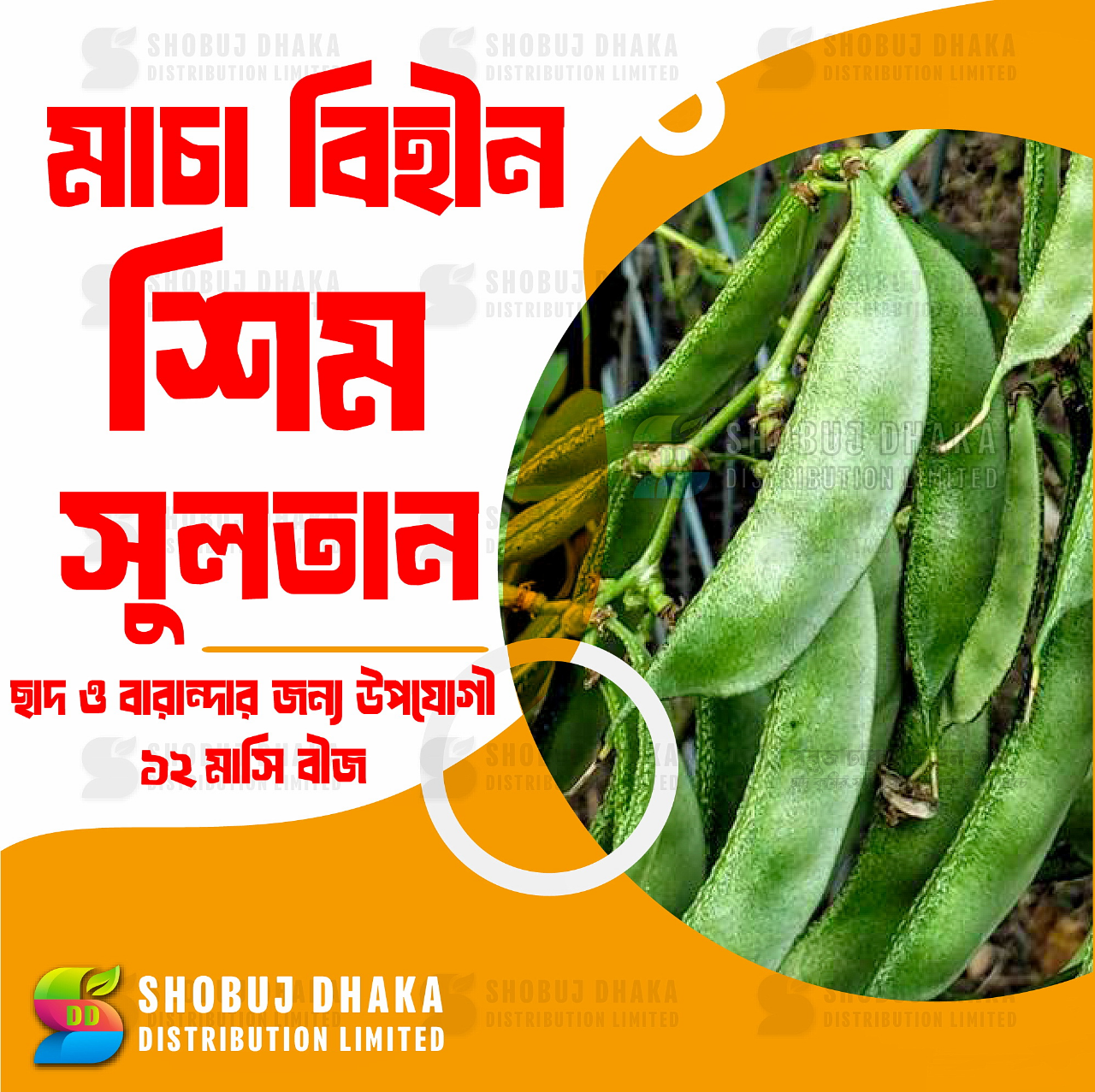 Picture of Bankim Sultan Bean Seeds 10gm Pack (Imported)