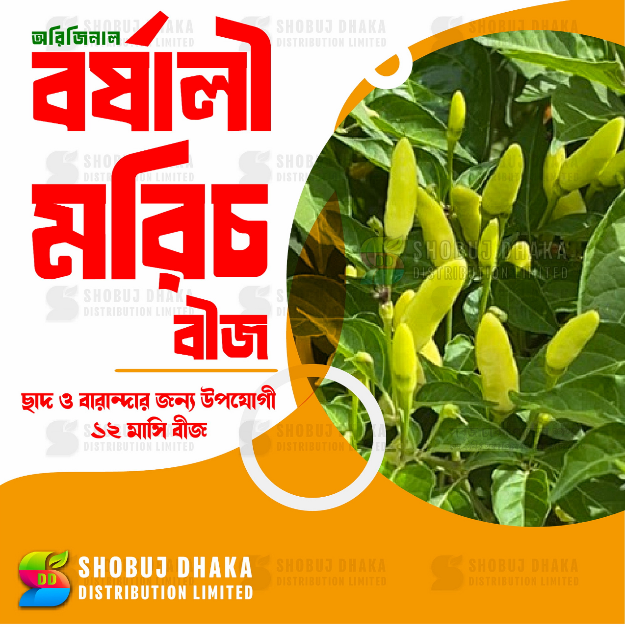 Picture of Borshali Chili Seeds 10pcs