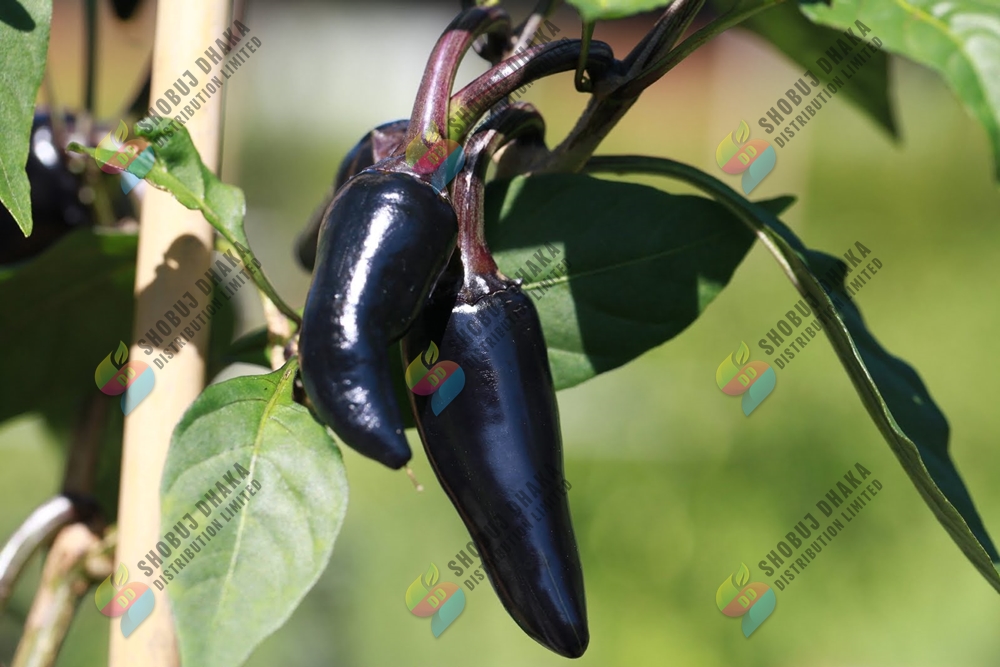 Picture of Black Cobra Chili Seeds 0.1gm Pack