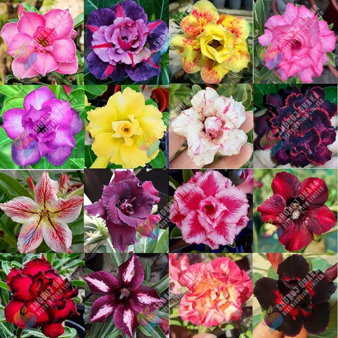 Buy Exclusive Color Double Petal Desert Rose (Adenium) Bonsai Seeds 100pcs Pack