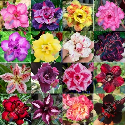 Buy Exclusive Color Double Petal Desert Rose (Adenium) Bonsai Seeds 100pcs Pack
