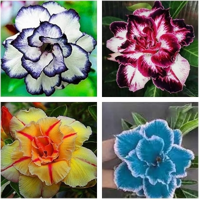 Exclusive Color Double Petal Desert Rose (Adenium) Bonsai Seeds 100pcs Pack