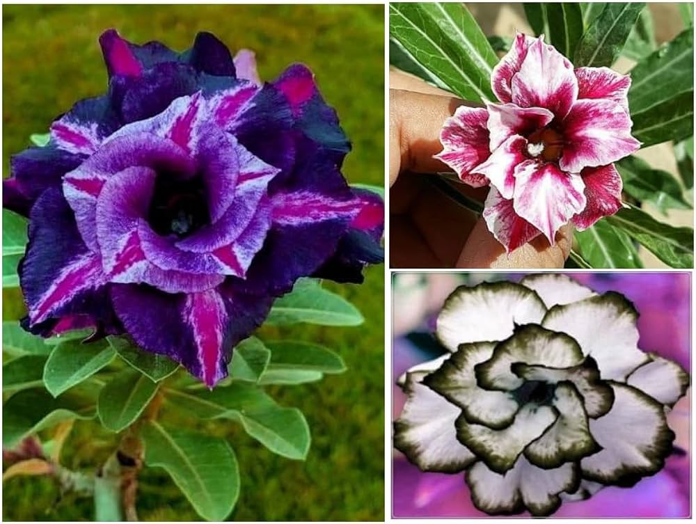 Exclusive Color Double Petal Desert Rose (Adenium) Bonsai Seeds 100pcs Pack