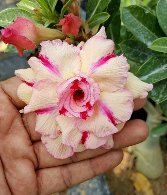 Buy Double Petal Exclusive Adenium Seeds 5pcs at Best Prices in Bangladesh