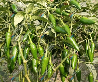 Bullet Chilli Seeds 20pcs