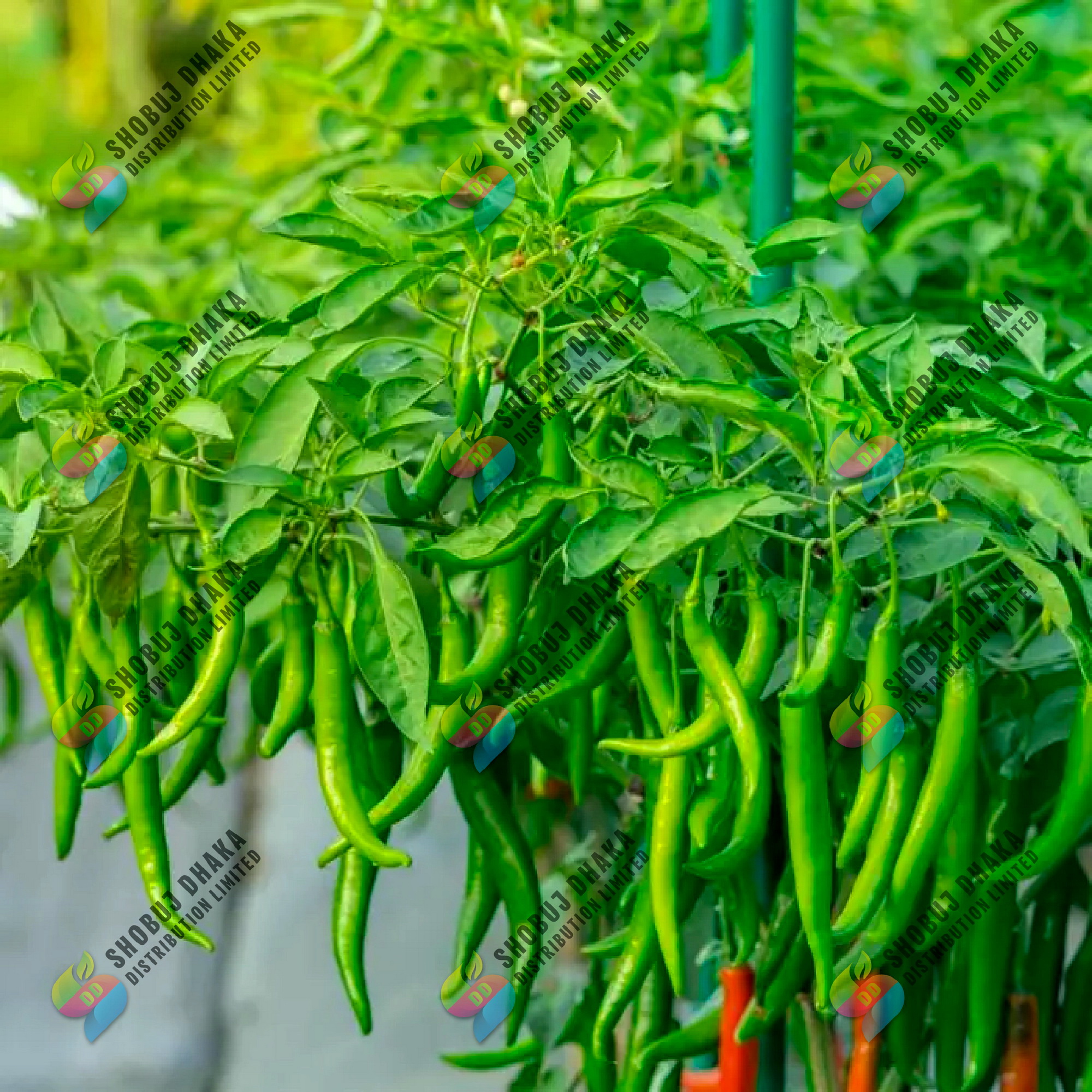 Buy Top Selling 20 Types Hybrid Seeds Combo Offer