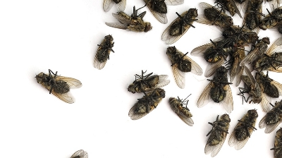 Cockroach & Flies Killer (মাছির ও তেলাপোকার জন্য ১০০% গ্যারান্টি) 1pc