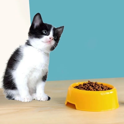 Picture of Cat Dog Food Bowl